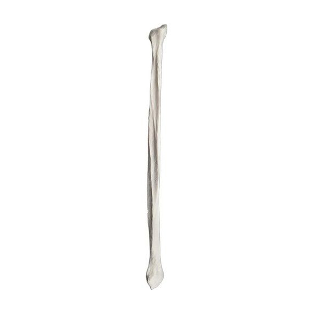Fibula Bone Model - Right - Anatomically Accurate Human Fibula Bone Replica - Eisco