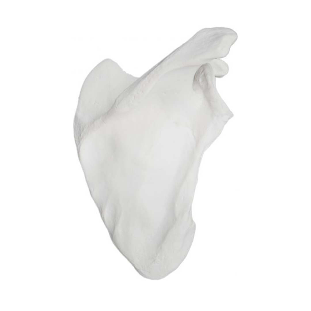 Scapula Bone Model, Right - Anatomically Accurate Human Scapula Bone Replica - Natural Size, Natural Color - Eisco Labs