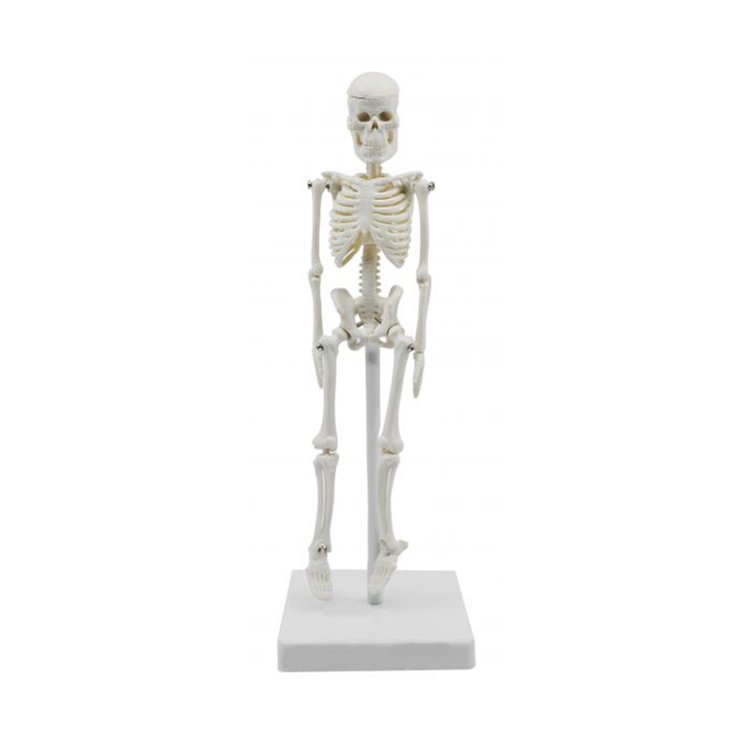 Miniature Human Skeleton Model, 8