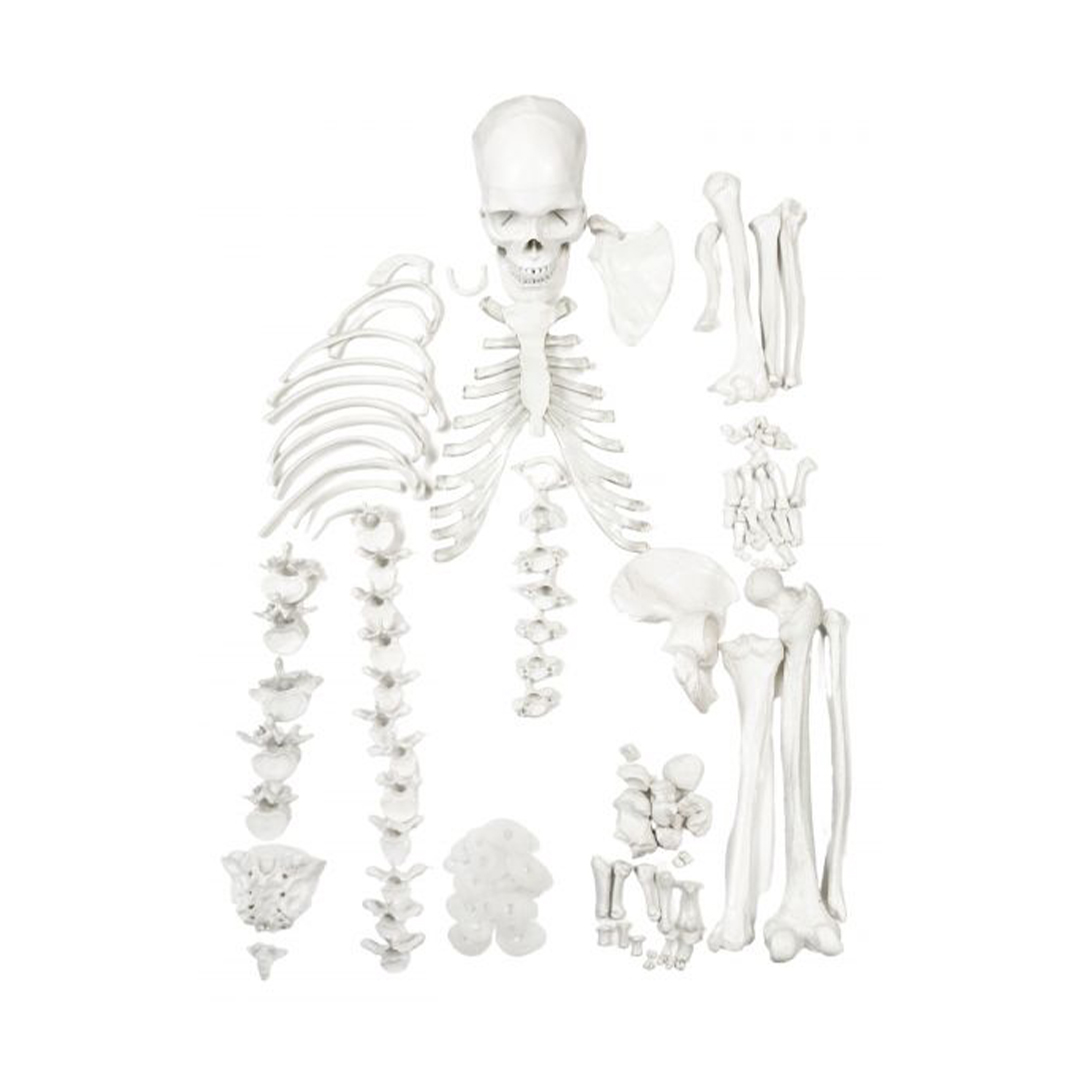 Disarticulated Human Skeleton - HALF - Medical Quality, Life Sized (62