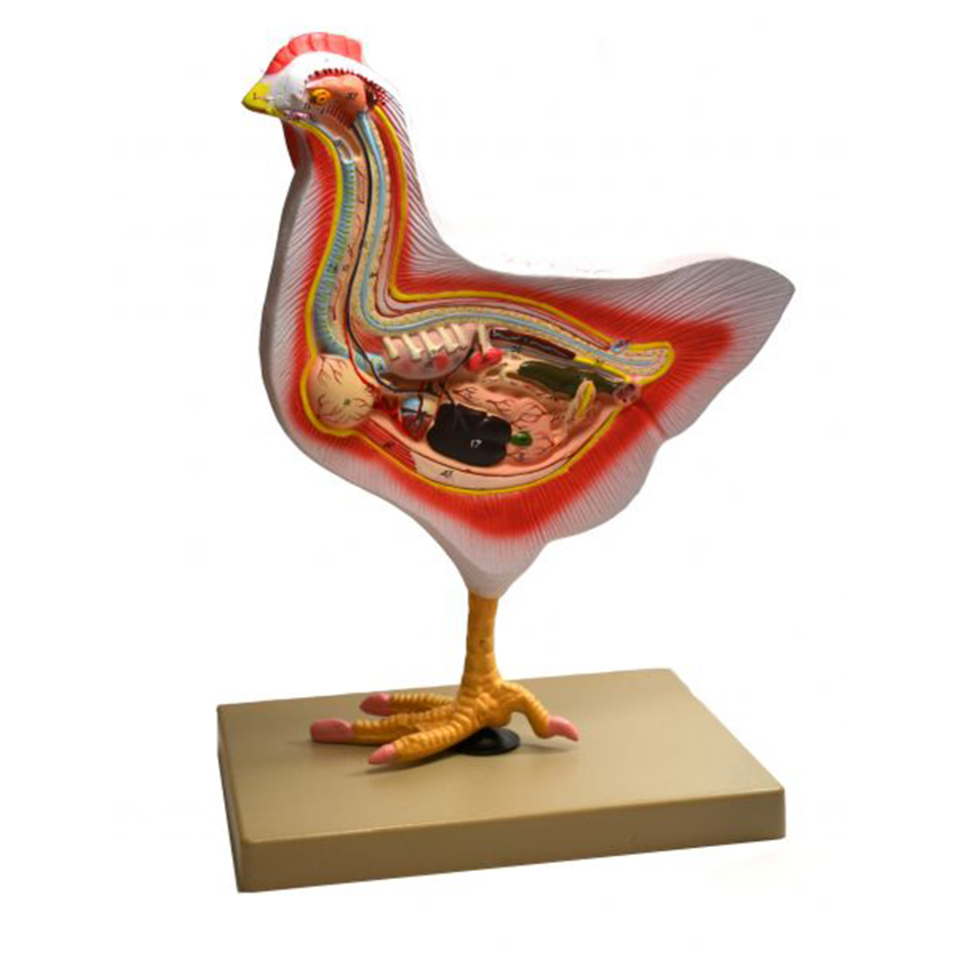 Eisco Labs Model Bird Dissection, Rooster