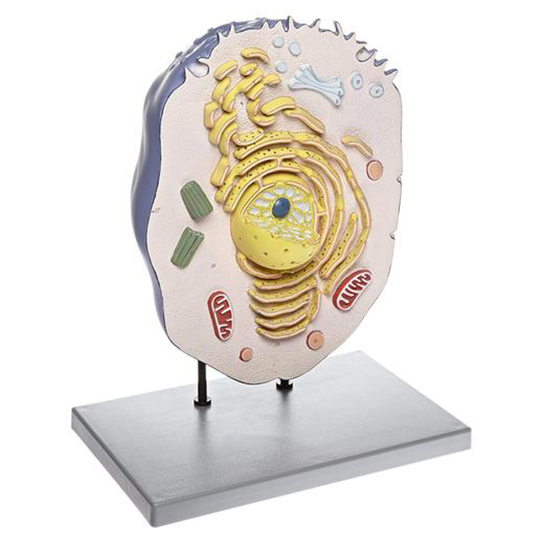 Animal Cell Model, 21 Inch - Mounted