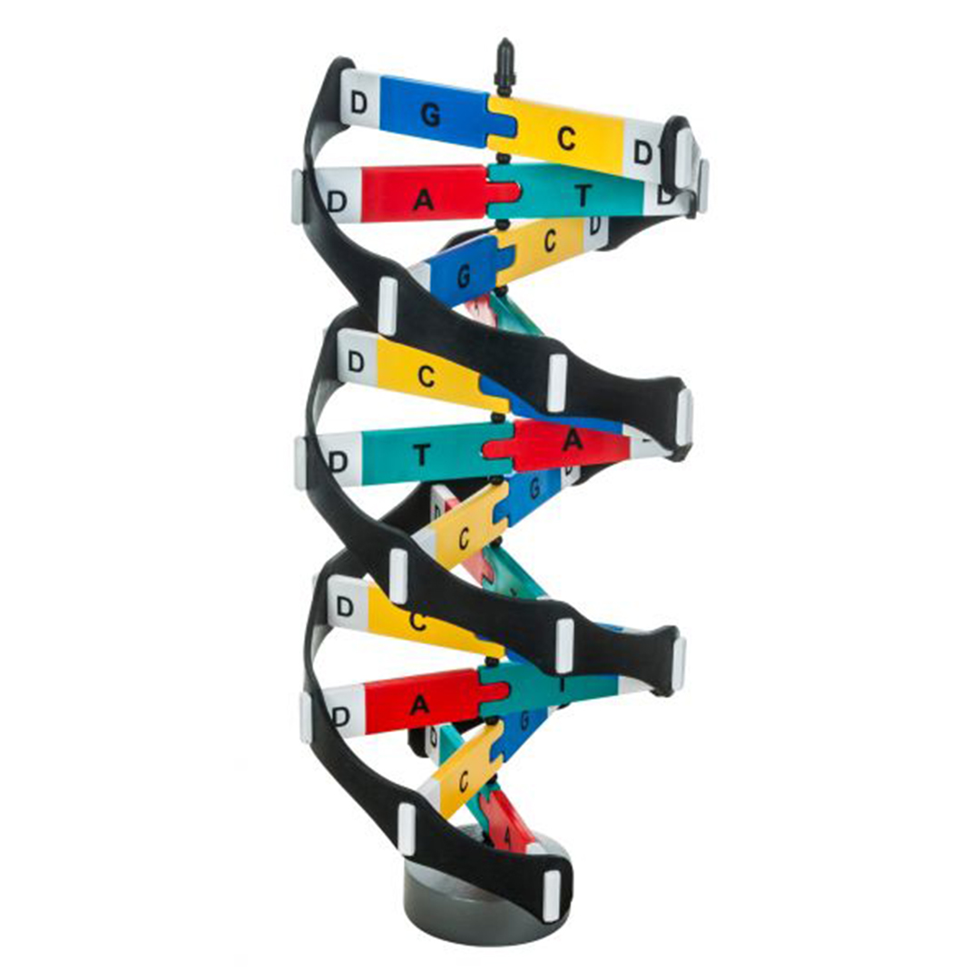 DNA Model Kit