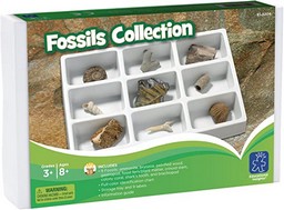 Fossils Collection