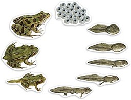 Giant Magnetic Frog Life Cycle