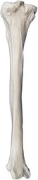 Tibia Bone Model - Right - Anatomically Accurate Human Tibia Bone Replica - Eisco