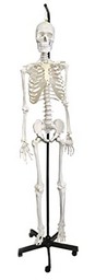 Life Sized Human Skeleton Model (62