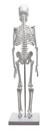 Miniature Human Skeleton Model, 17.5